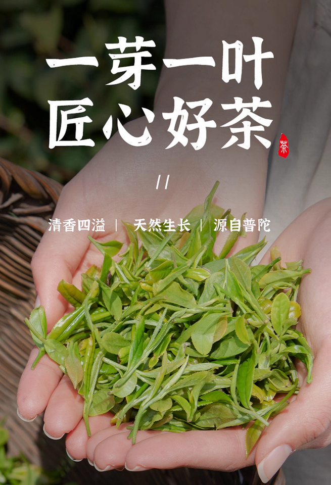 Zhoushan Putuoshan Buddha Tea Mingqian Spring Tea Sprouds New Tea Special First-Class Rain Tea Green Tea Canned Tea