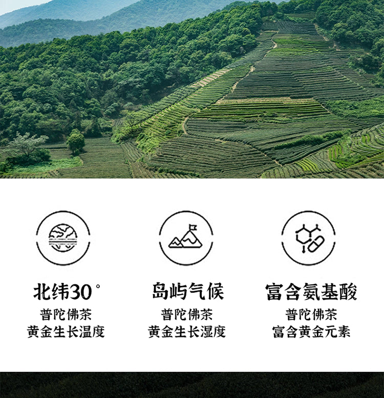 Zhoushan Putuoshan Buddha Tea Mingqian Spring Tea Sprouds New Tea Special First-Class Rain Tea Green Tea Canned Tea